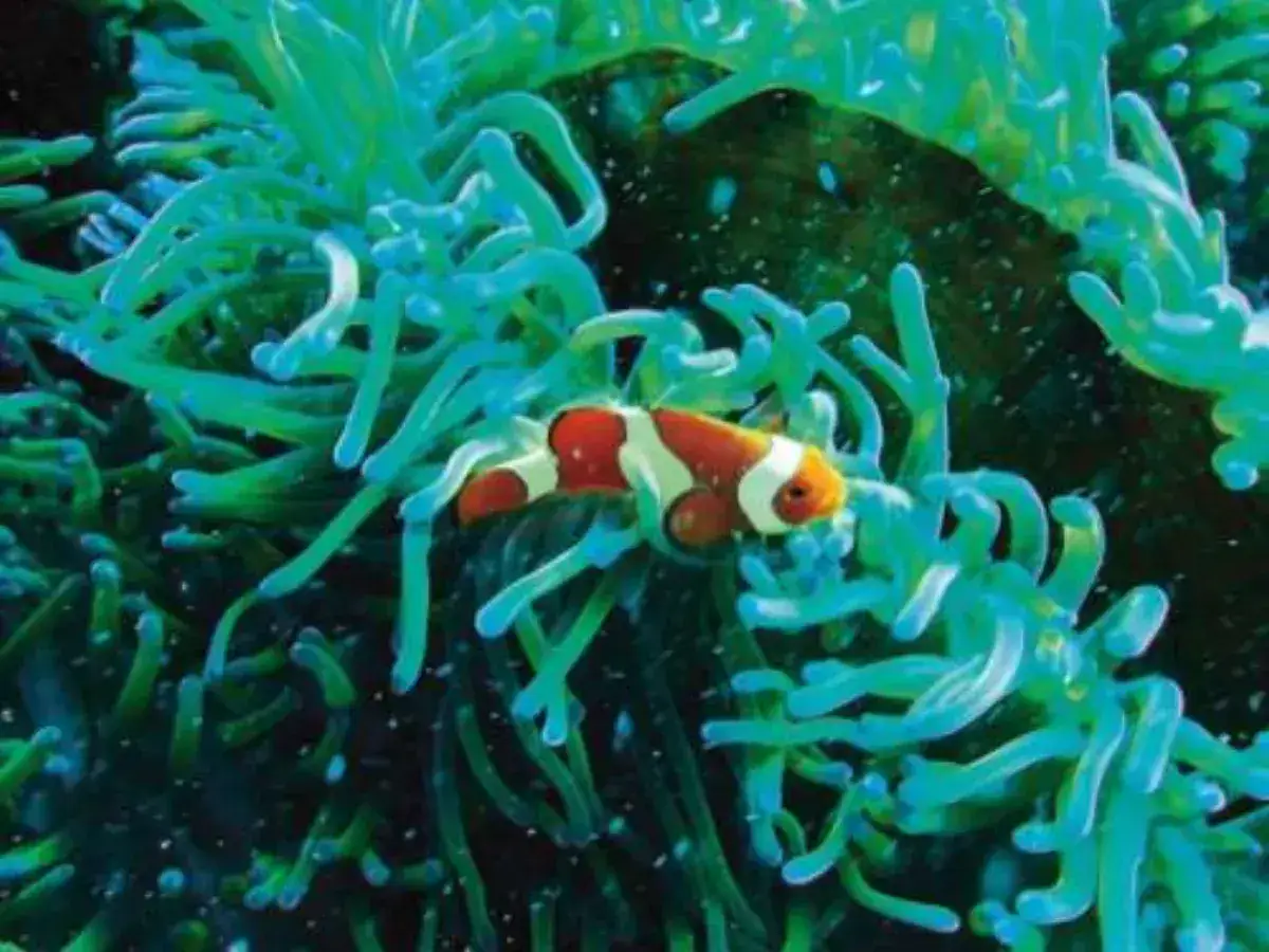 Las Algas Marinas de Biologique Recherche